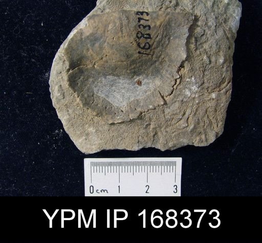 Strophonella leavenworthana