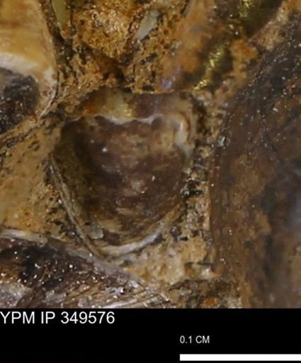 undet. Mollusca