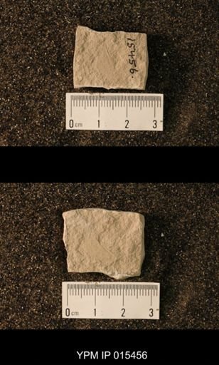 undet. Blattaria