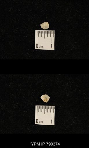 undet. Brachiopoda