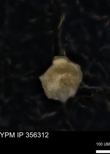 undet. Foraminiferida