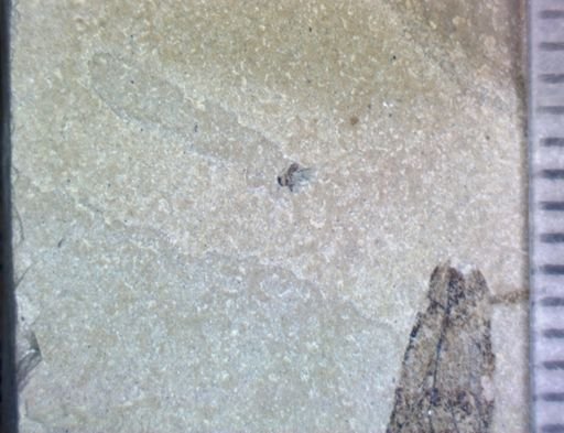 undet. Insecta