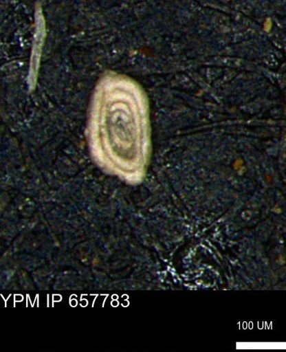 Spirolocammina subcircularis