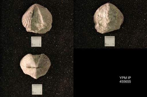 Platystrophia ponderosa