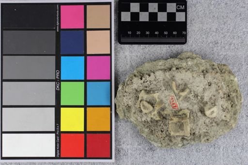 Protoceras cristatus