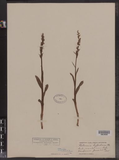 Habenaria hyperborea
