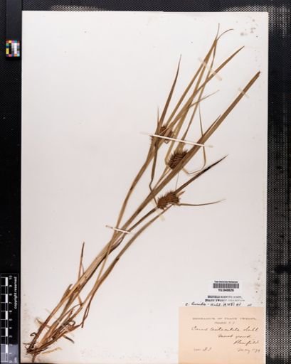 Carex lurida