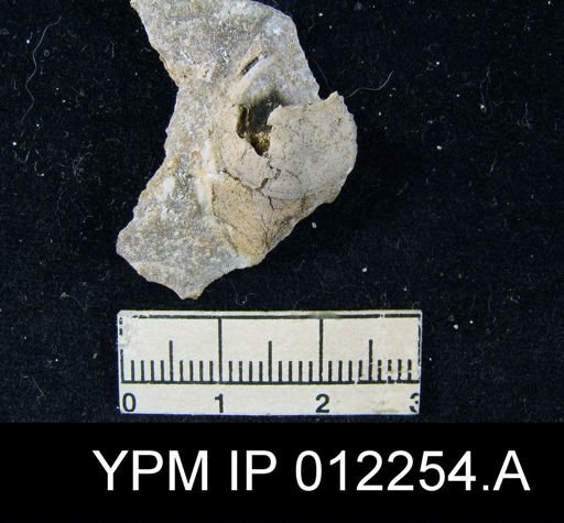 Composita emarginata affinis