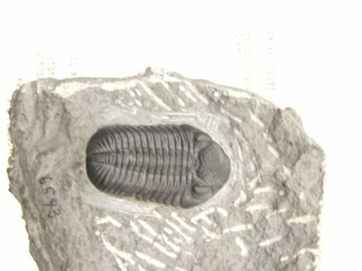 Phacops rana