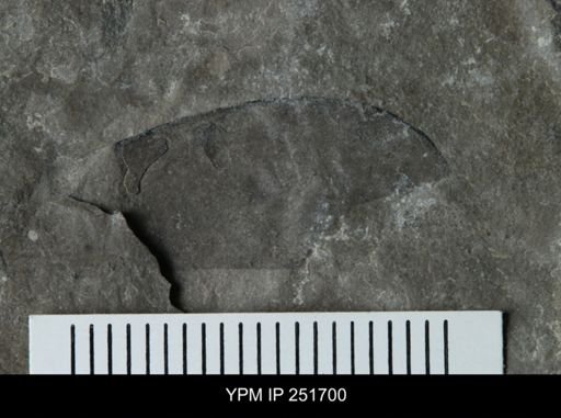 undet. Eurypterida