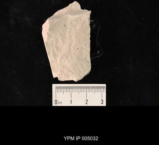 Megatypidae