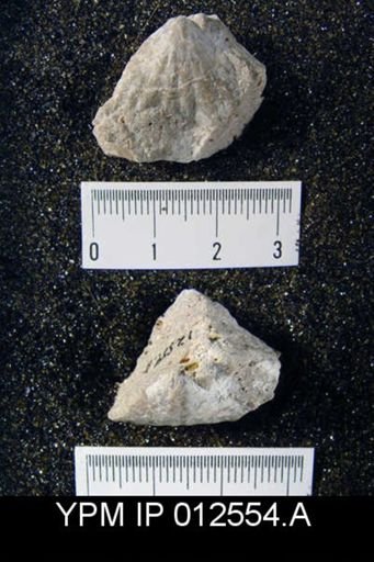 Leiorhynchus weeksi