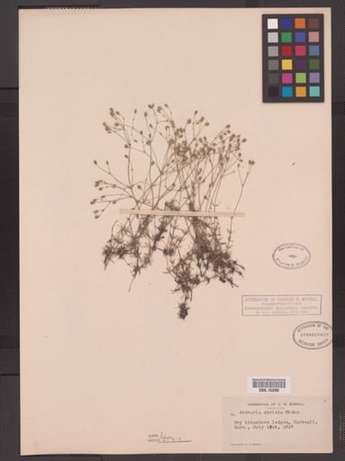 Arenaria stricta