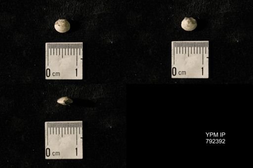 Dielasma elongatum