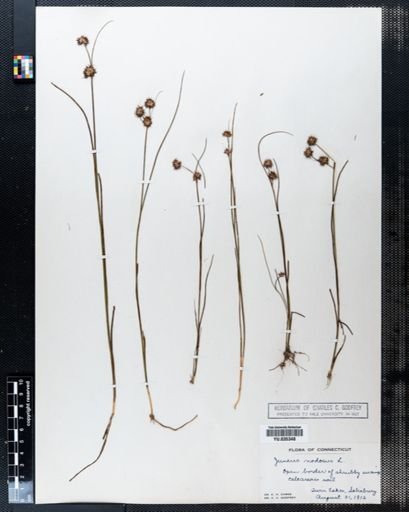 Juncus nodosus