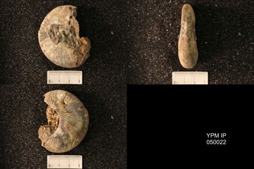 Hoploscaphites nicolletii