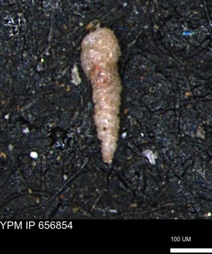 Verneuilinoides kansasensis