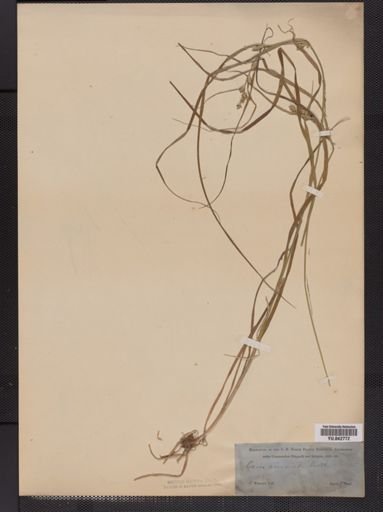 Carex