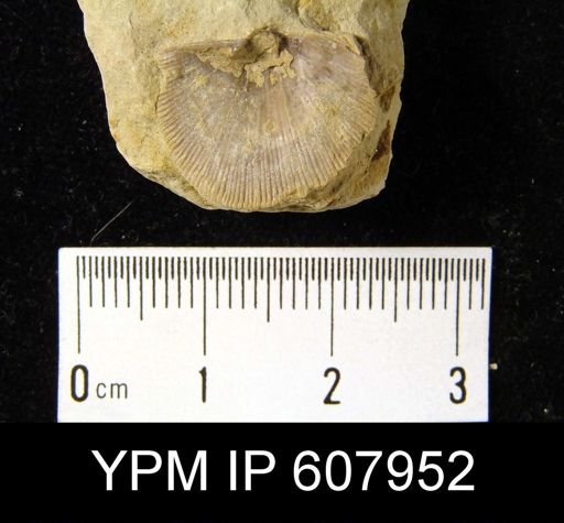 Douvillinella sp.