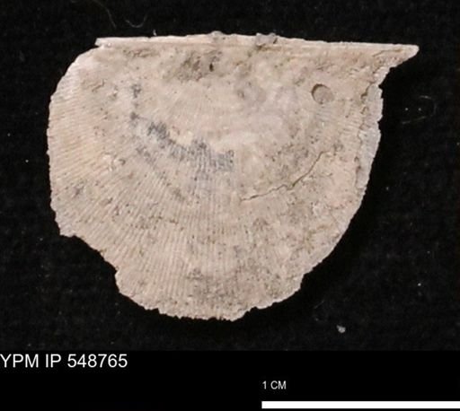 Stropheodonta perplana