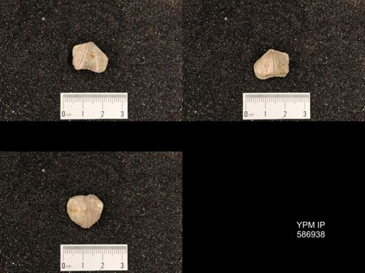 Rhynchotrema capax