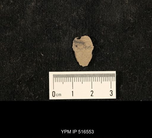 Ceraurus sp.