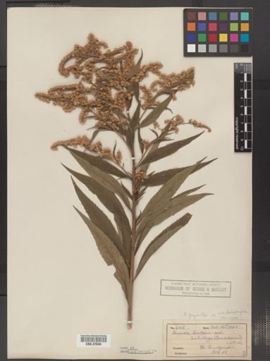 Solidago gigantea var. leiophylla