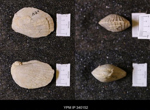 Lima wacoensis