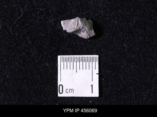 Platystrophia sp.