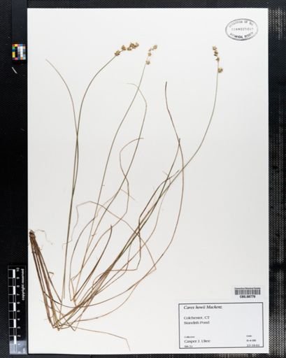 Carex howei