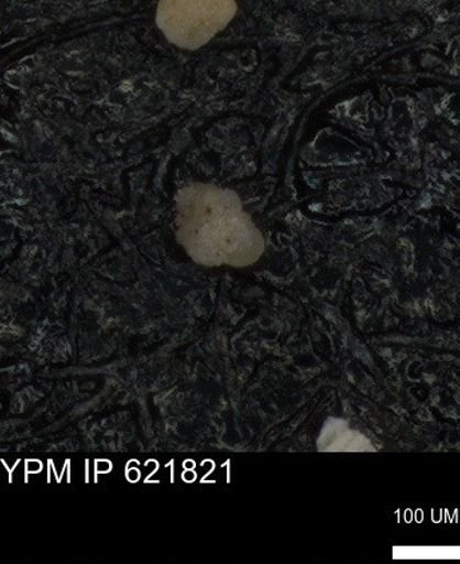undet. Foraminiferida