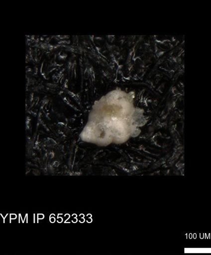 undet. Heterohelicidae