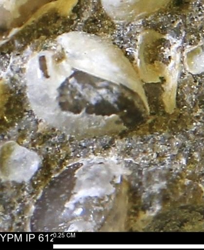 Protocardia subquadrata