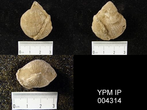 Uncites gryphus