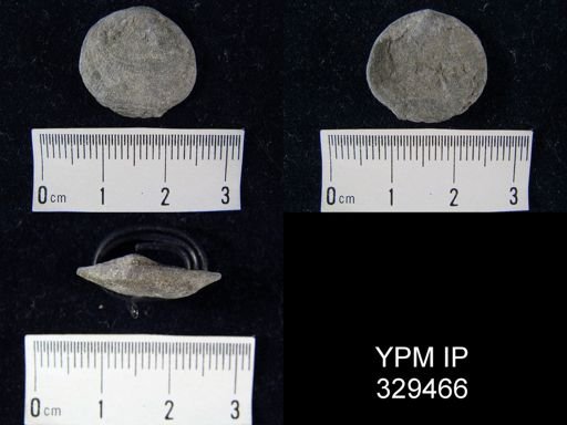 Rhipidomella vanuxemi