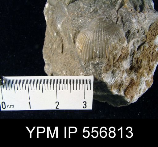 undet. Rhynchonellida