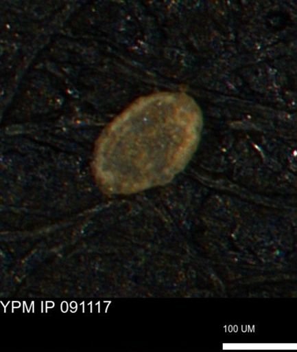 Spirolocammina planula