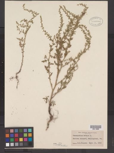 Chenopodium botrys