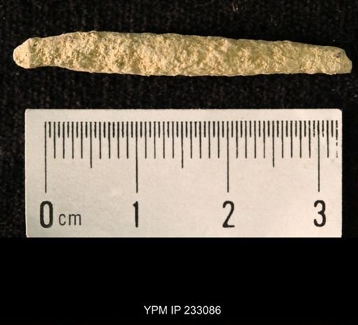 Archaeocidaris sp.