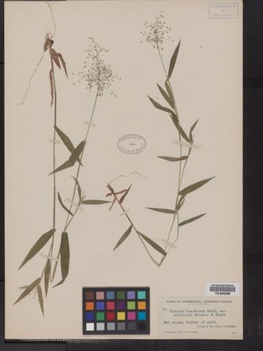 Panicum huachucae