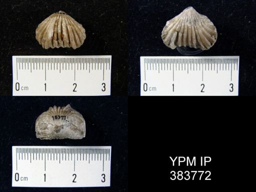 Rhynchonella pleurodon