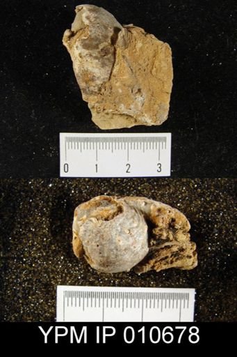 Productus semistriatus
