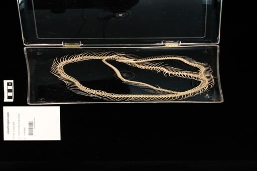 Lampropeltis triangulum campbelli