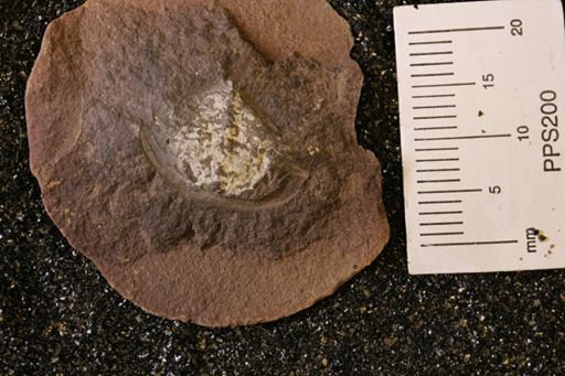 Euproops danae