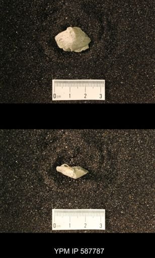 undet. Brachiopoda