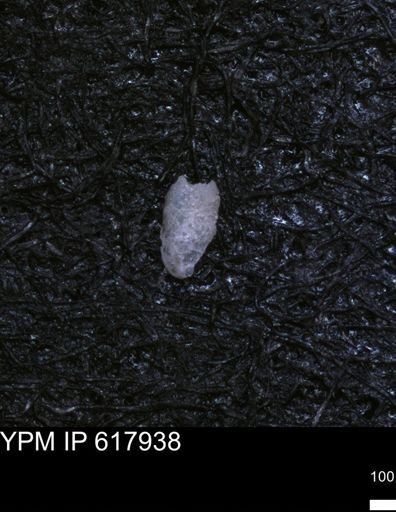 undet. Foraminiferida