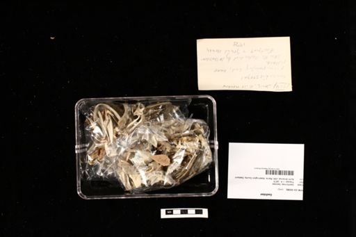 Gadidae