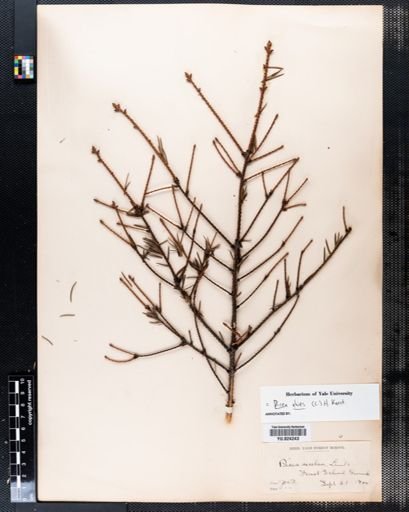 Picea excelsa