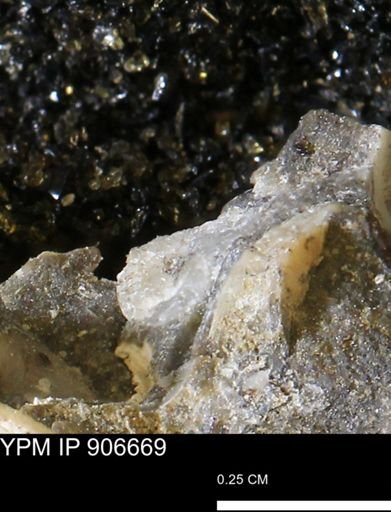 undet. Mollusca