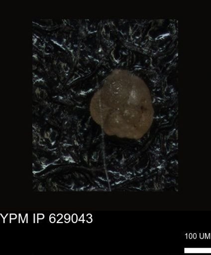 undet. Foraminiferida